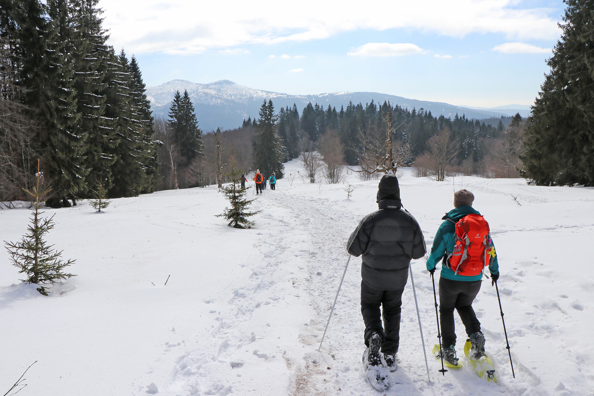 Geführte Schneeschuh-Touren sind ab sofort wieder regelmäßig im Angebot. (Foto: Nationalpark Bayerischer Wald)