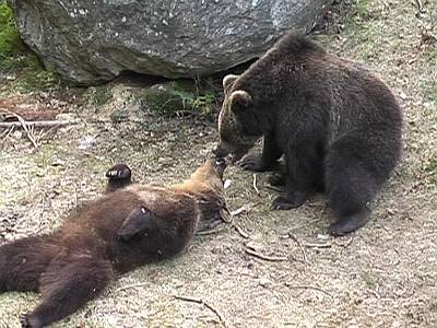 Braunbären im Nationalpark