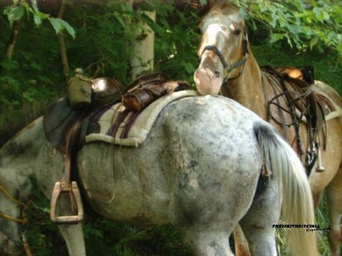 Zwei Pferde im Bayerischen Wald