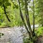 am_regen_wildnis_am_flusswanderweg.jpg