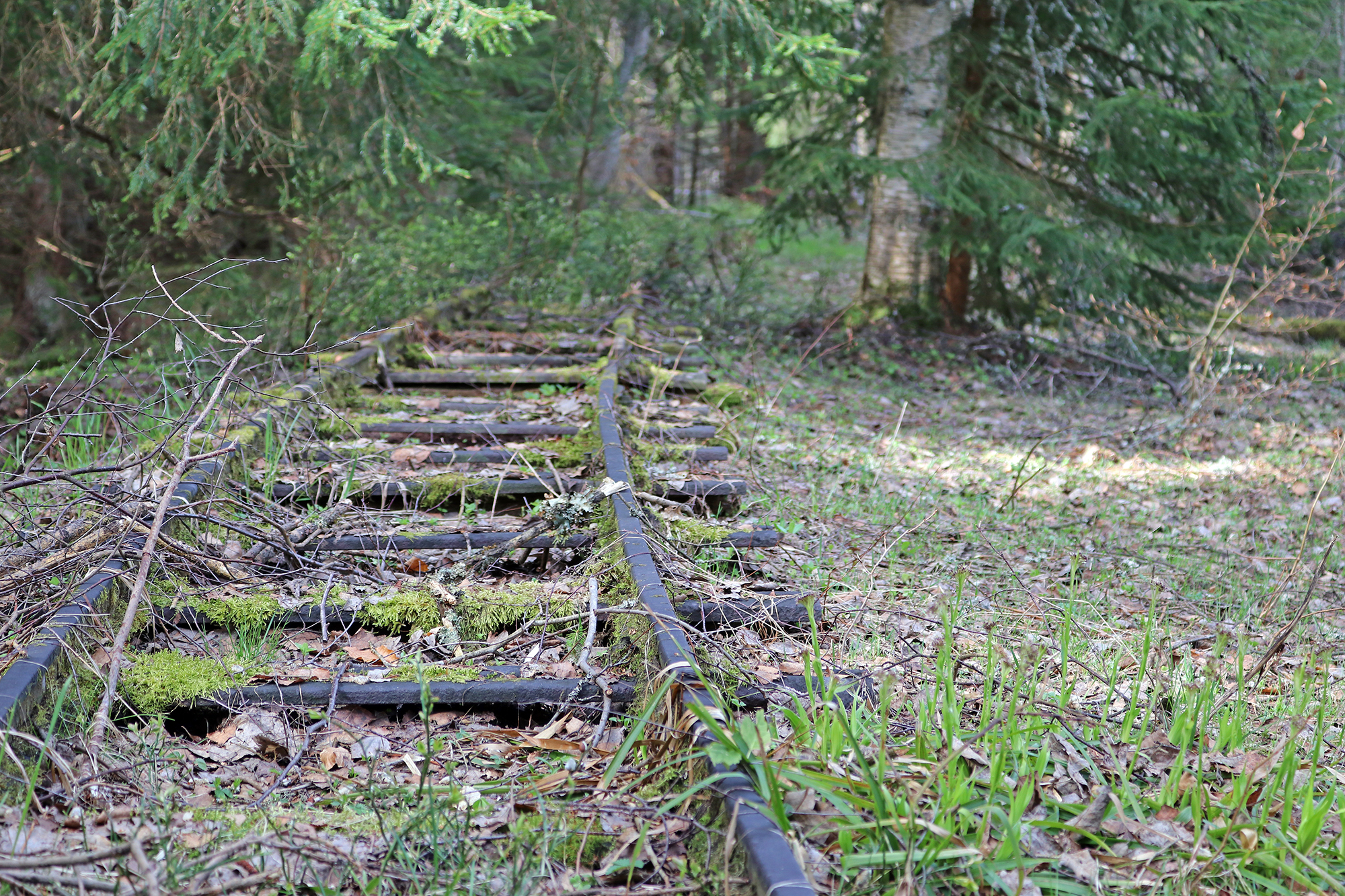 auf_den_spuren_der_waldbahn.jpg