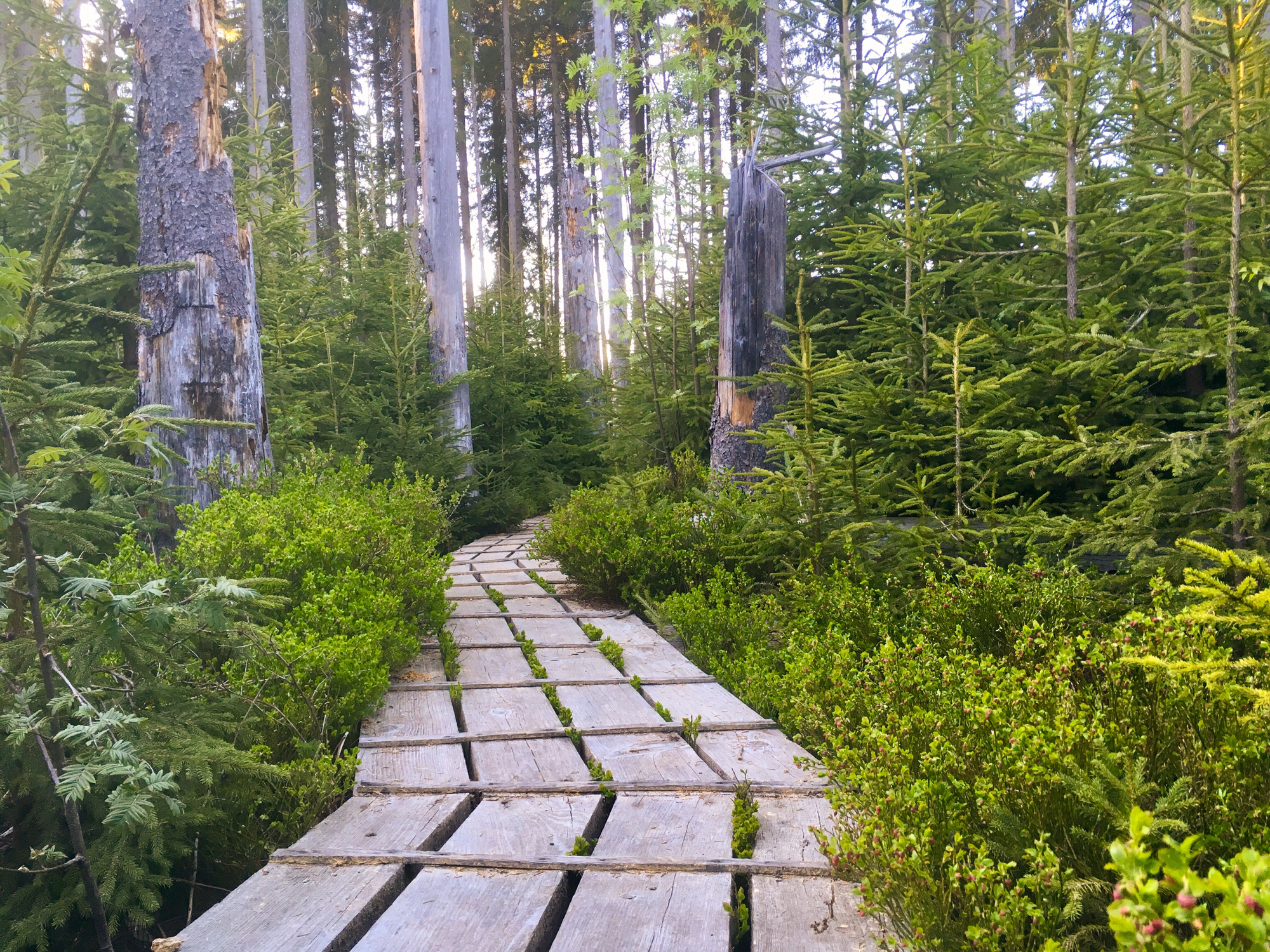 aufichtenwaldsteg.jpg