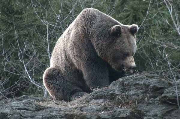 Bär im Nationalpark