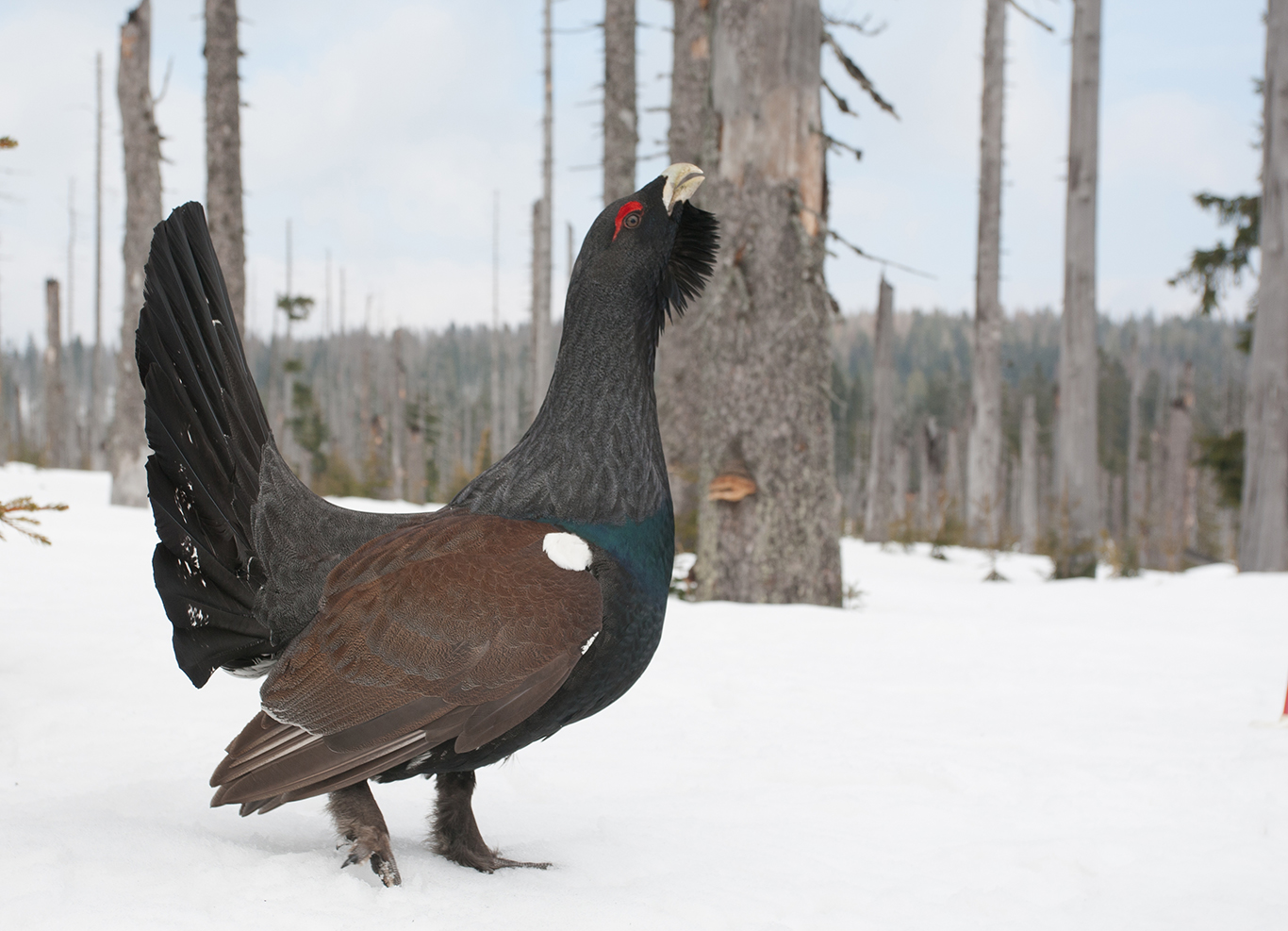 das_auerhuhn-schutzprojekt_im_nationalpark_sascha_roesner.jpg