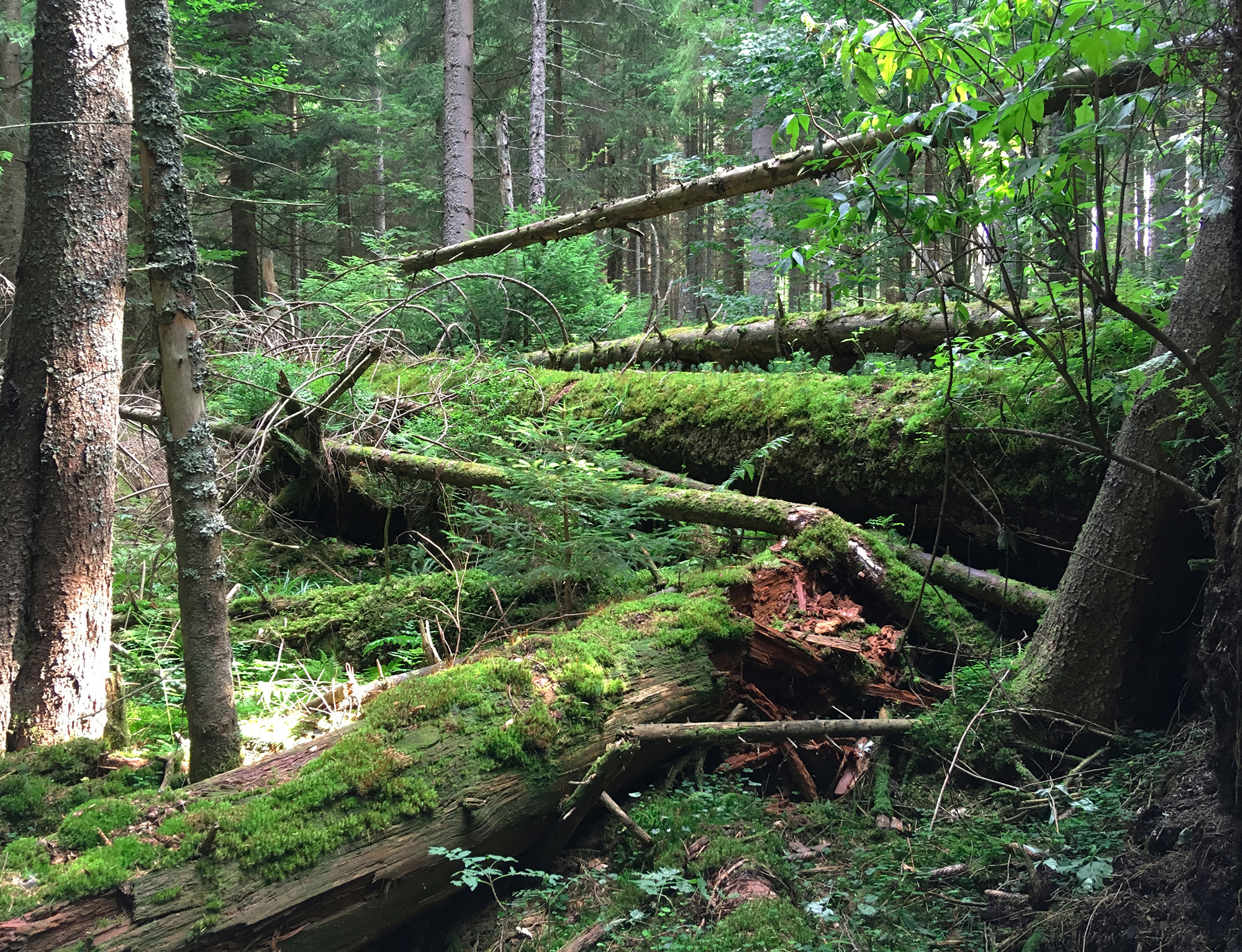 der_wert_der_natur.jpg