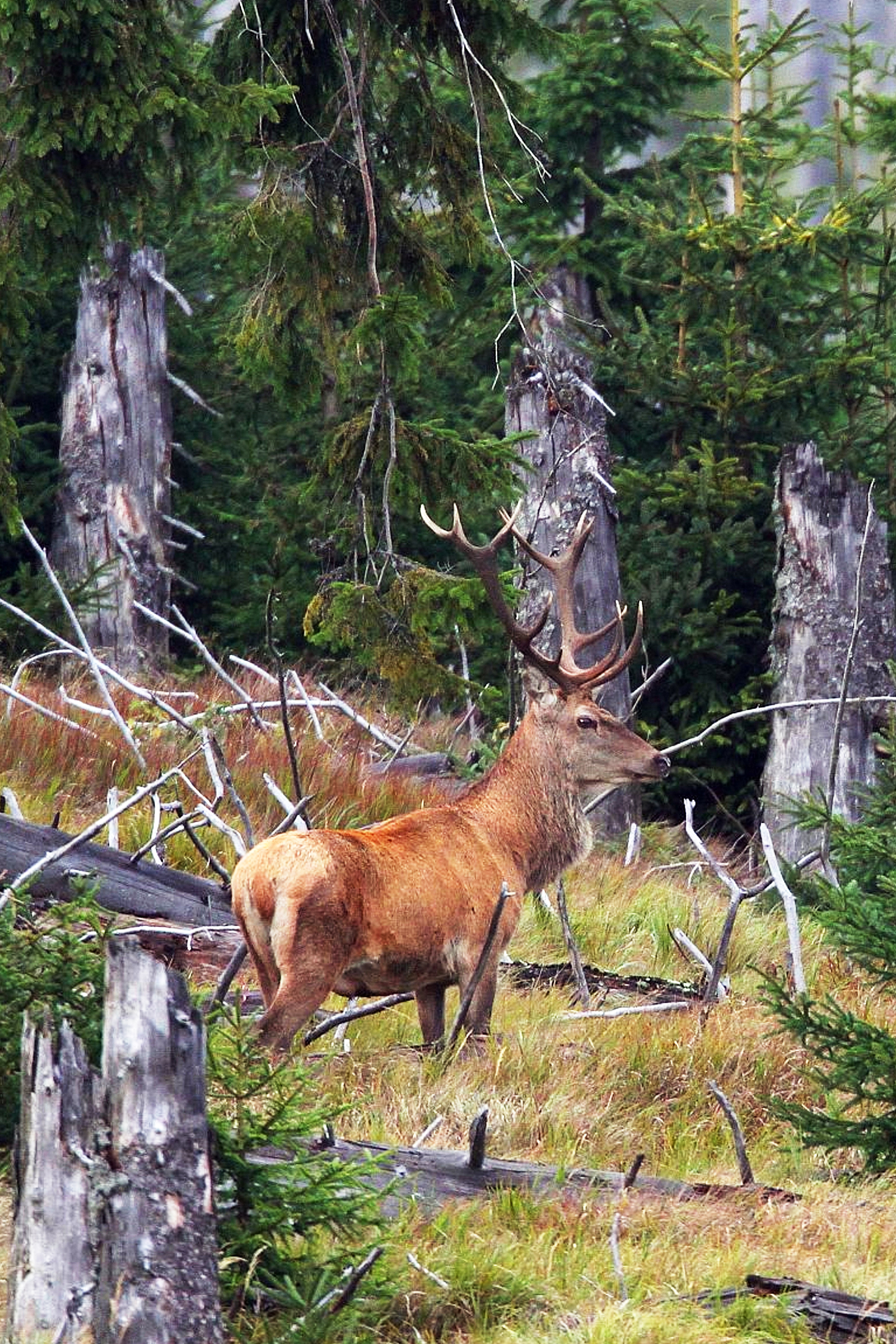 die_hirschbrunft_im_nationalpark_erleben.jpg