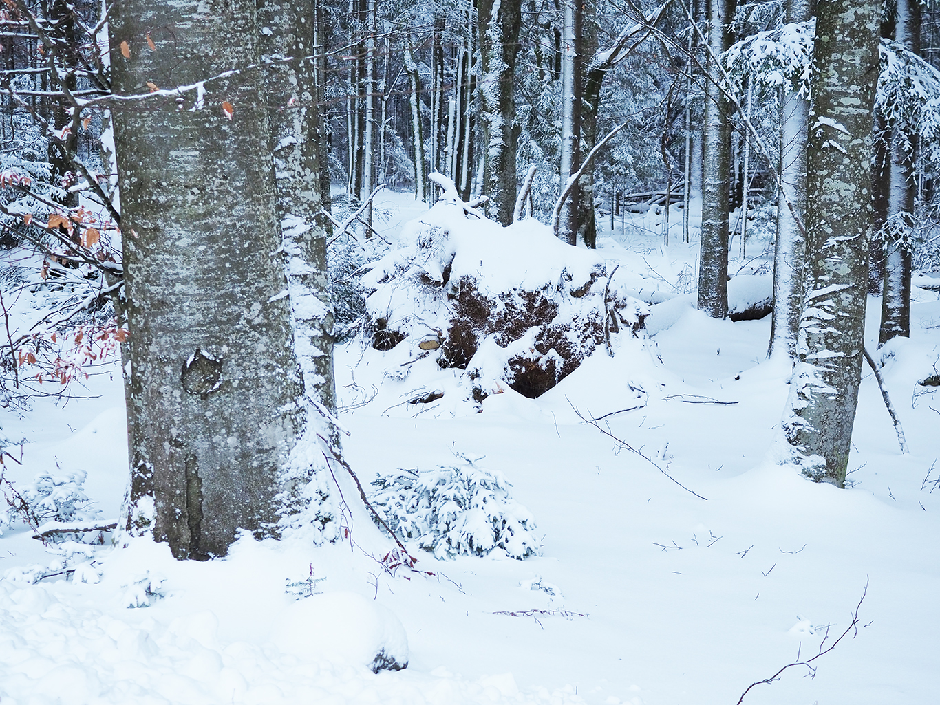 durch_den_urwald_zum_haus_zur_wildnis.jpg