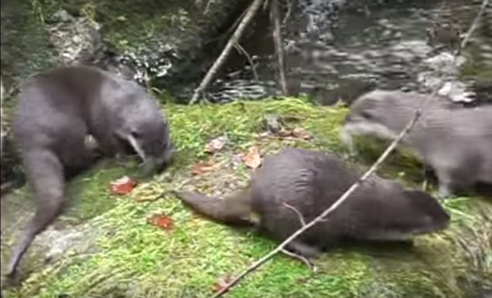 Fischotter im Nationalpark Bayerischer Wald