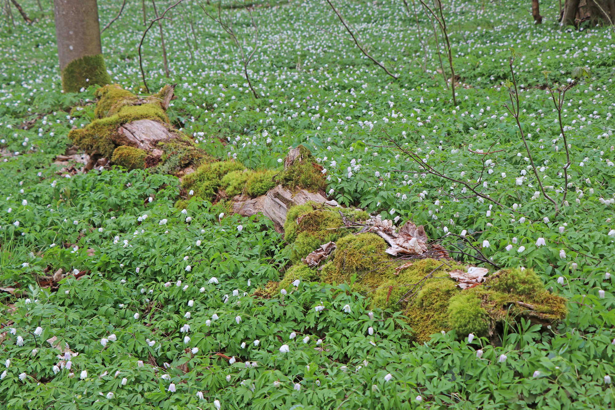 fruehlingswanderung_im_nationalpark_sumava.jpg