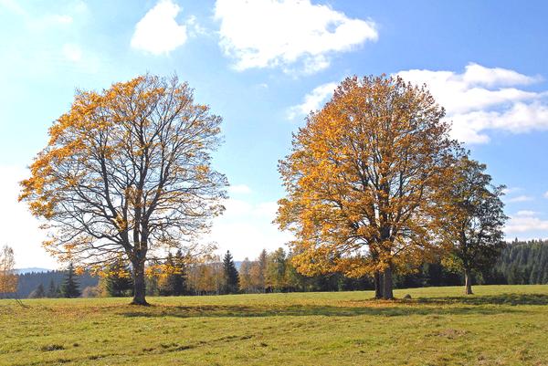 herbstliches_ahornduo-bucina-sumava.jpg