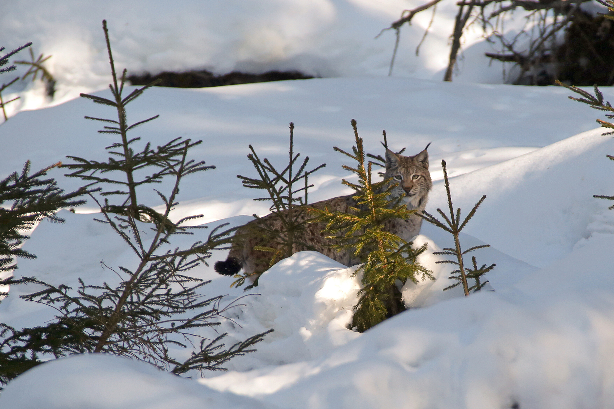 hirsch-_und_luchs-freigelaende_im_np_sumava.jpg