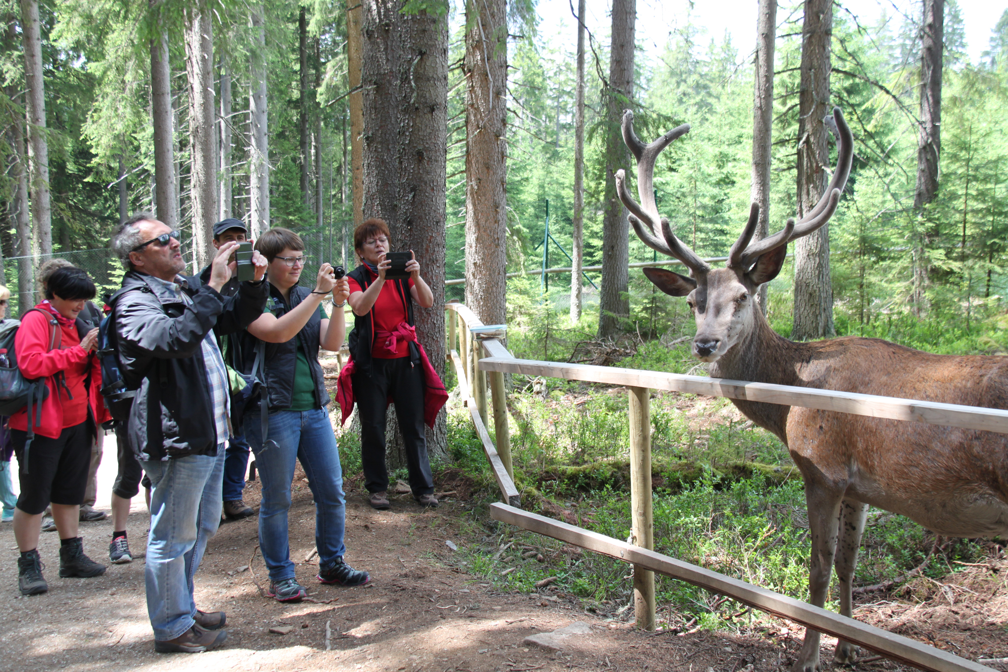 hirsch-_und_luchsgehege_im_nationalpark_sumava.jpg