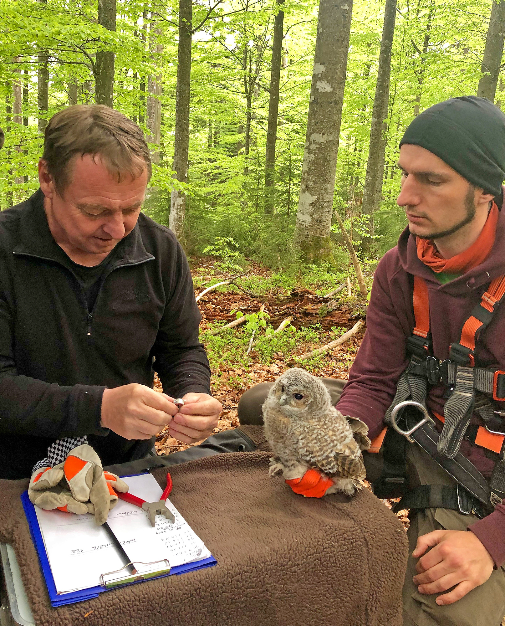 Um ihren späteren Lebensweg zu verfolgen, legten Nationalparkmitarbeiter – wie hier Helmut Hackl (links) und Jonas Hagge – insgesamt 50 jungen Waldkäuzen Ringe an.  (Foto: Sandra Schrönghammer/Nationalpark Bayerischer Wald) 