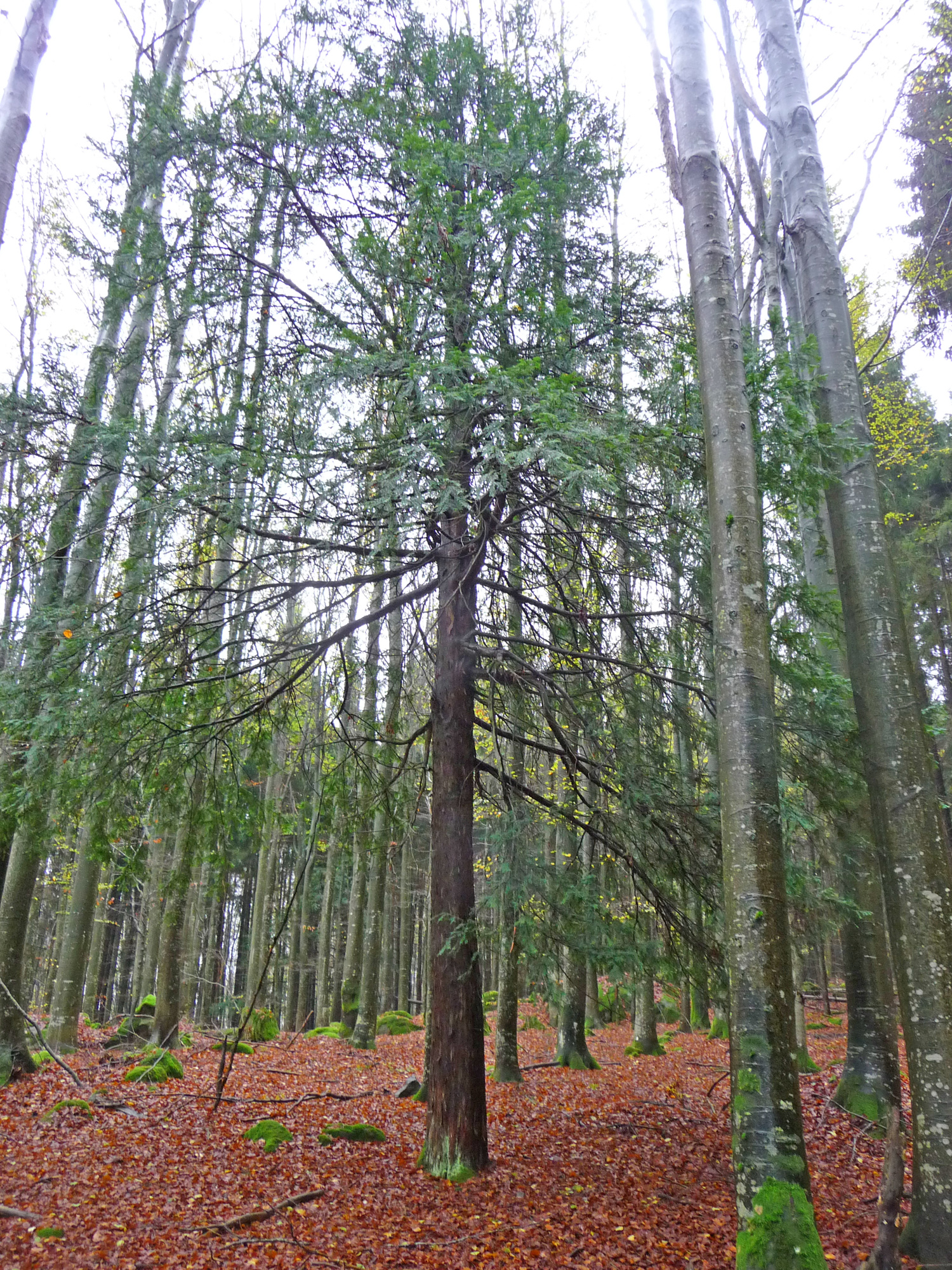 klingenbrunner_wald.jpg