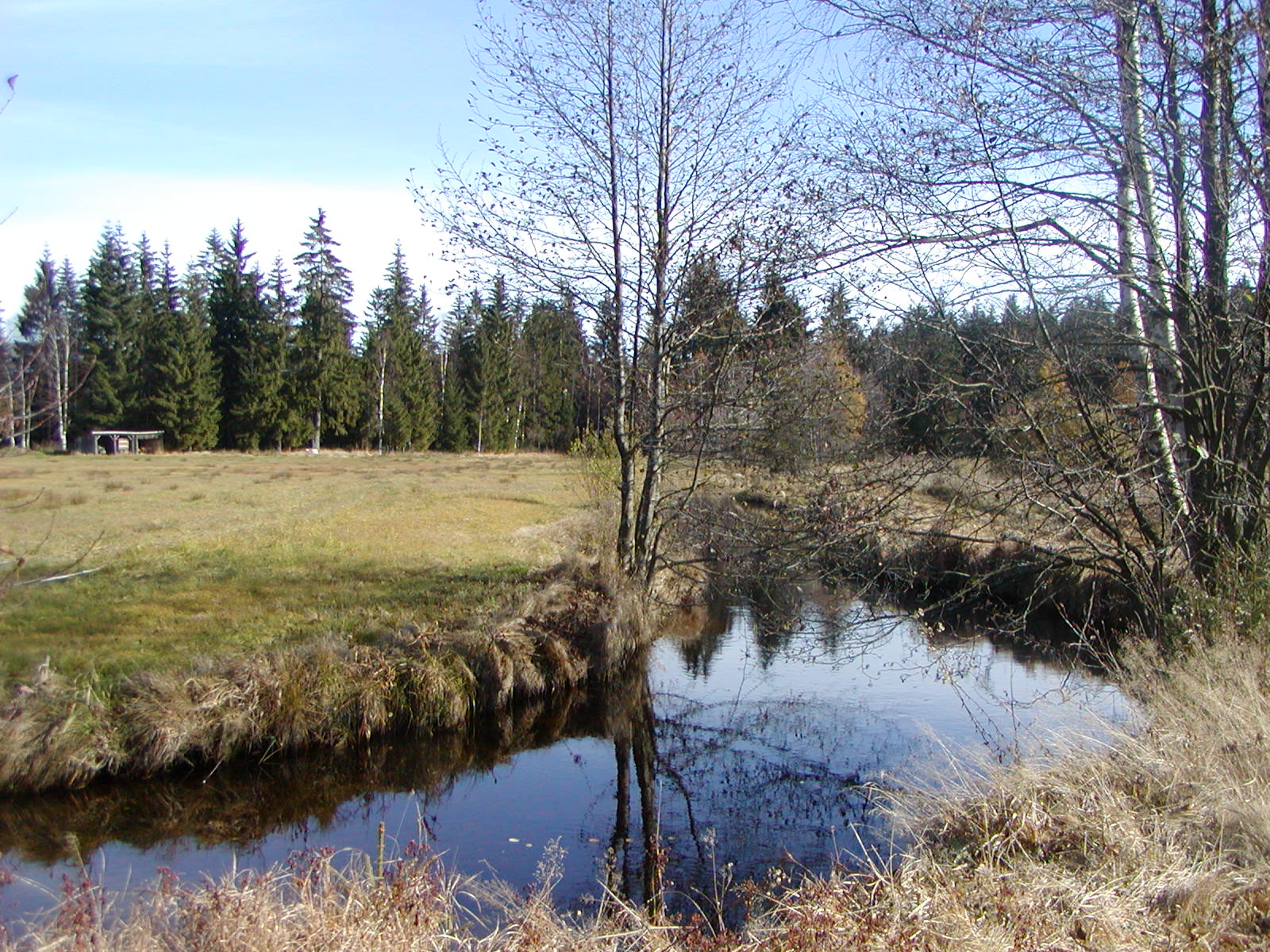 im Klosterfilz in St.Oswald-Riedlhütte