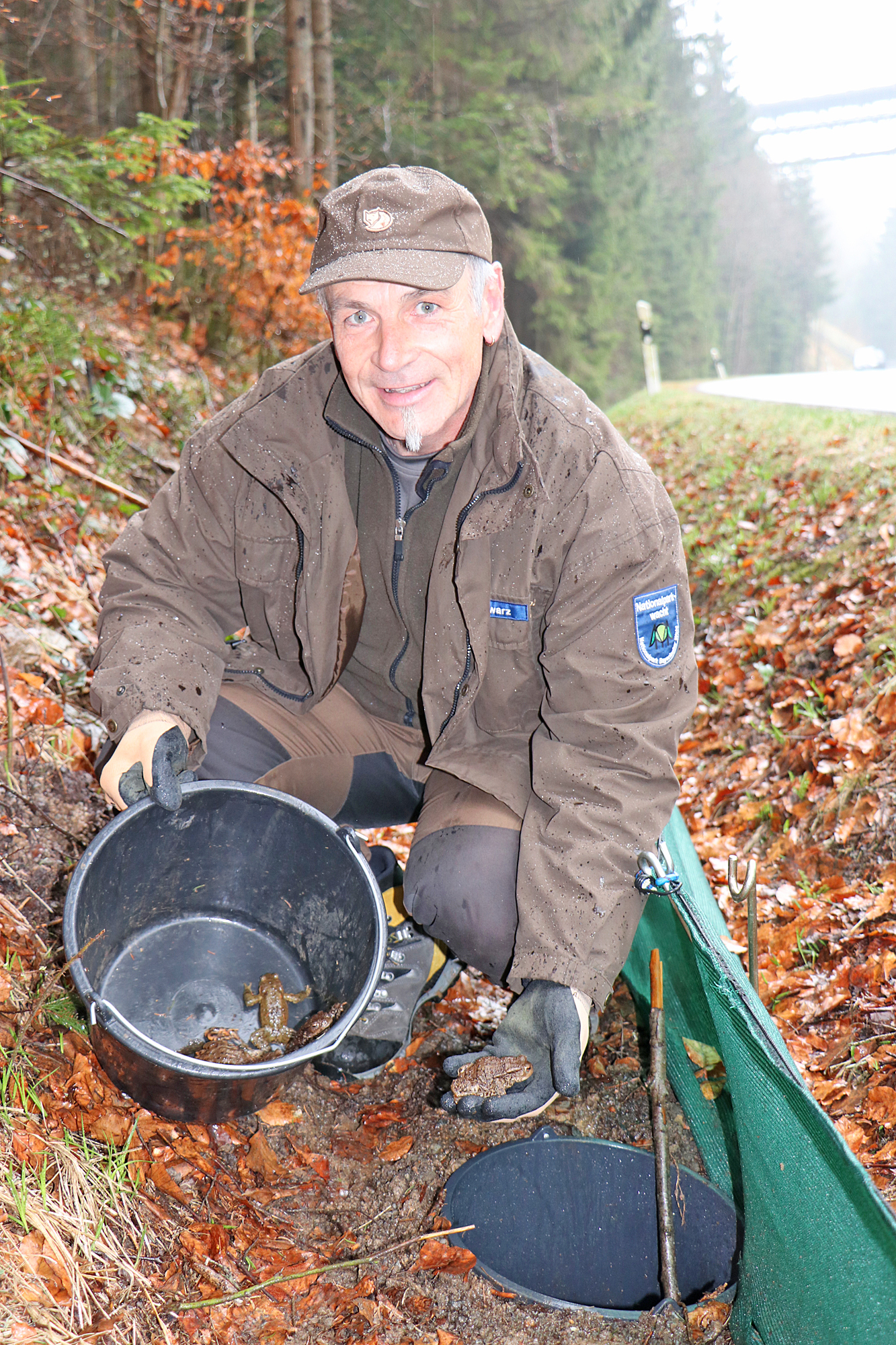 Ranger Manfred Schwarz sammelt auf der Straße nach Zwieslerwaldhaus Erdkröten ein, die mittels des Zaunes vor dem Überqueren der Straße gehindert werden. Ausgesetzt werden sie dann auf der gegenüberliegenden Seite, wo sich der Tümpel befindet, in dem die Kröten ablaichen (Foto: Annette Nigl/Nationalpark Bayerischer Wald)
