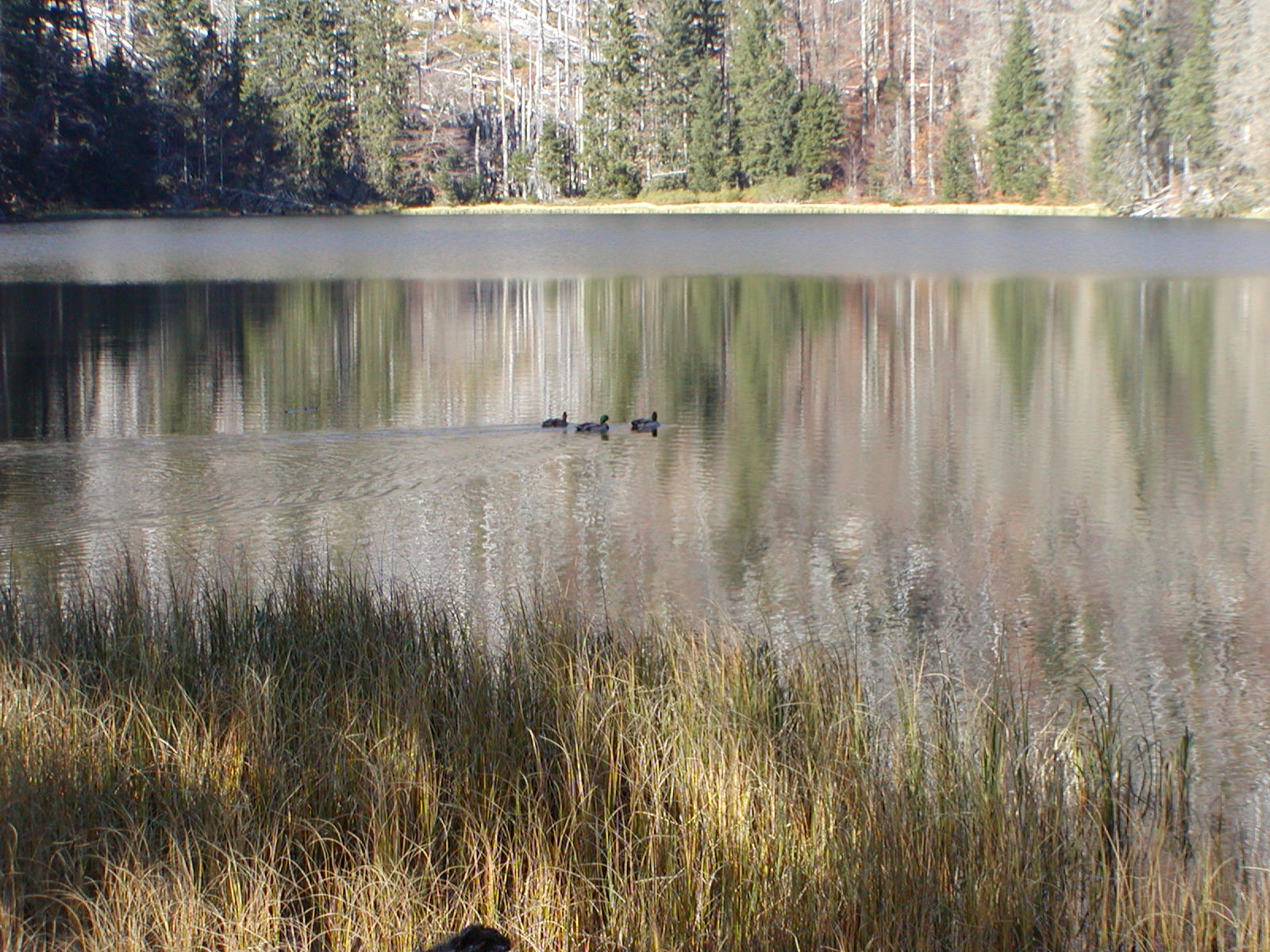 der Lakasee