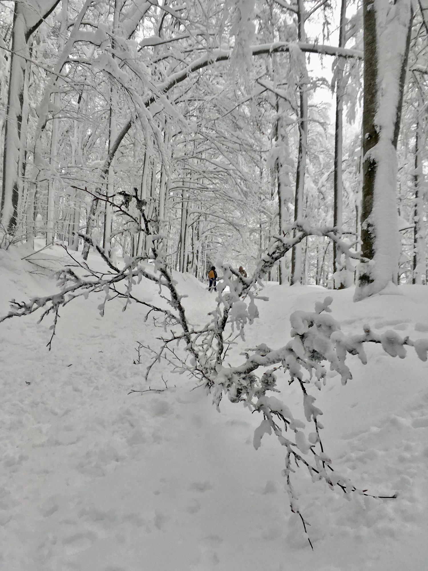 lebensgefahr_durch_enorme_schneebruchgefahr_im_wald.jpg