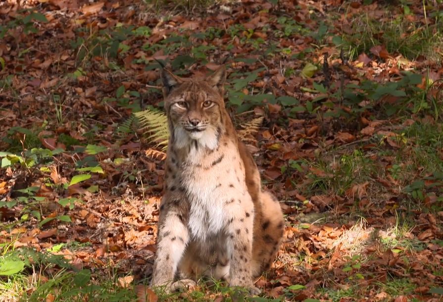 luchs.jpg