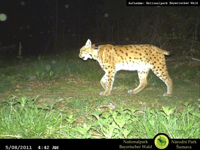 luchs_mit_sendeband.jpg