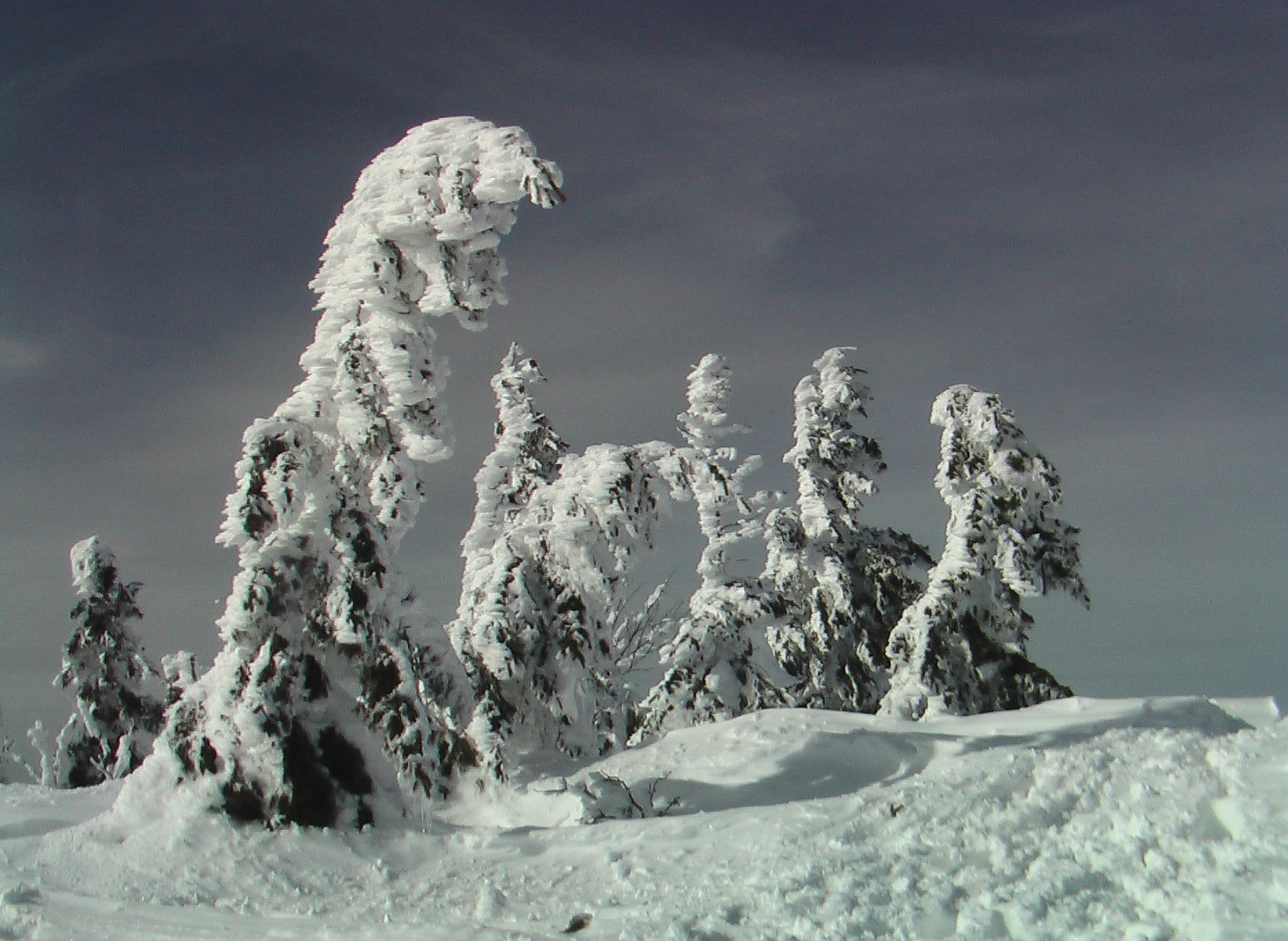 lusen_im_winter_baeume.jpg