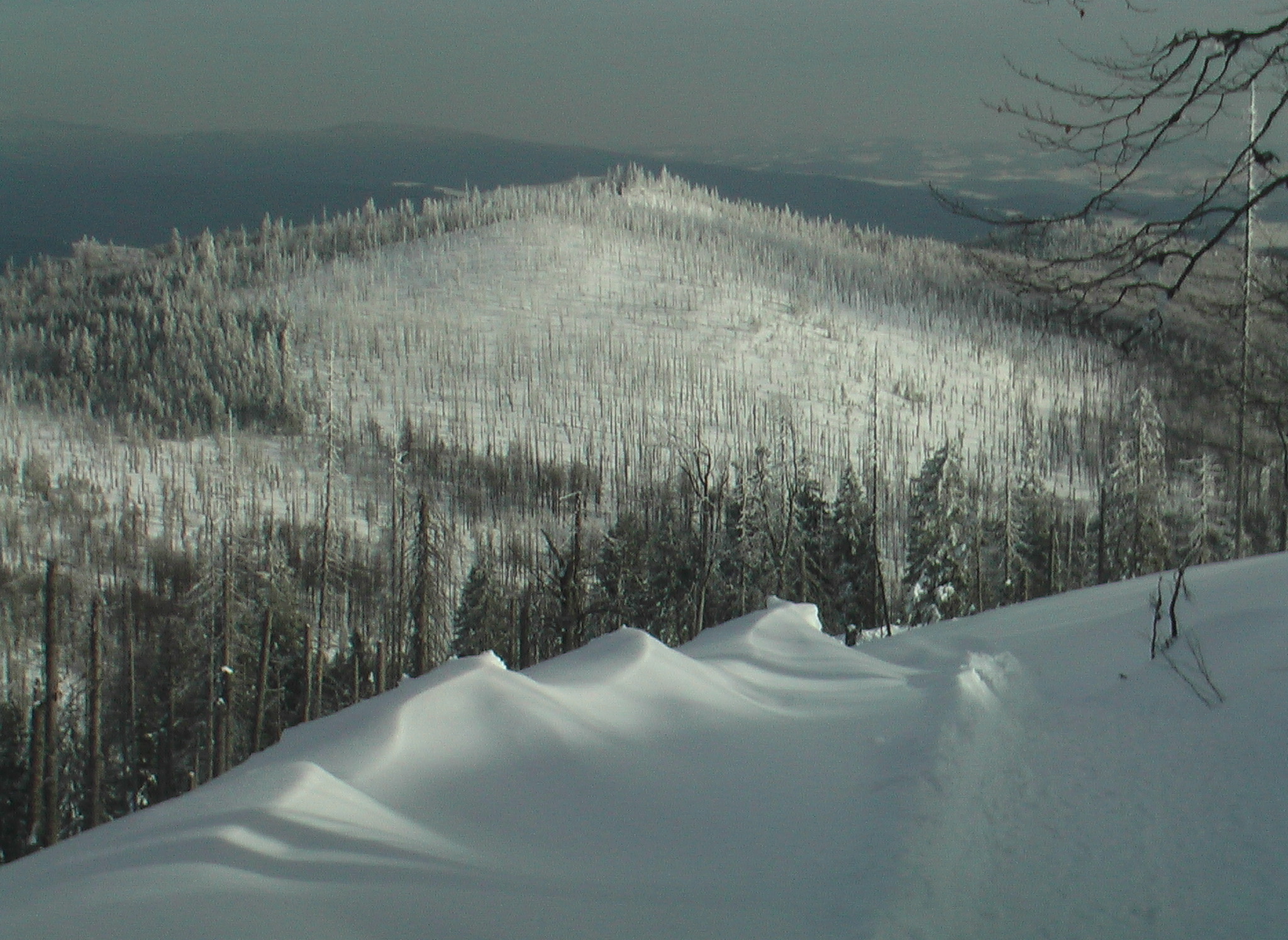 lusen_im_winter_waldsterbenblick.jpg