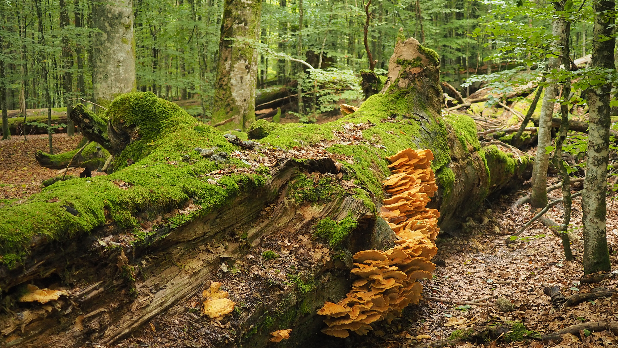 meditative_wanderungen_durch_die_natur.jpg