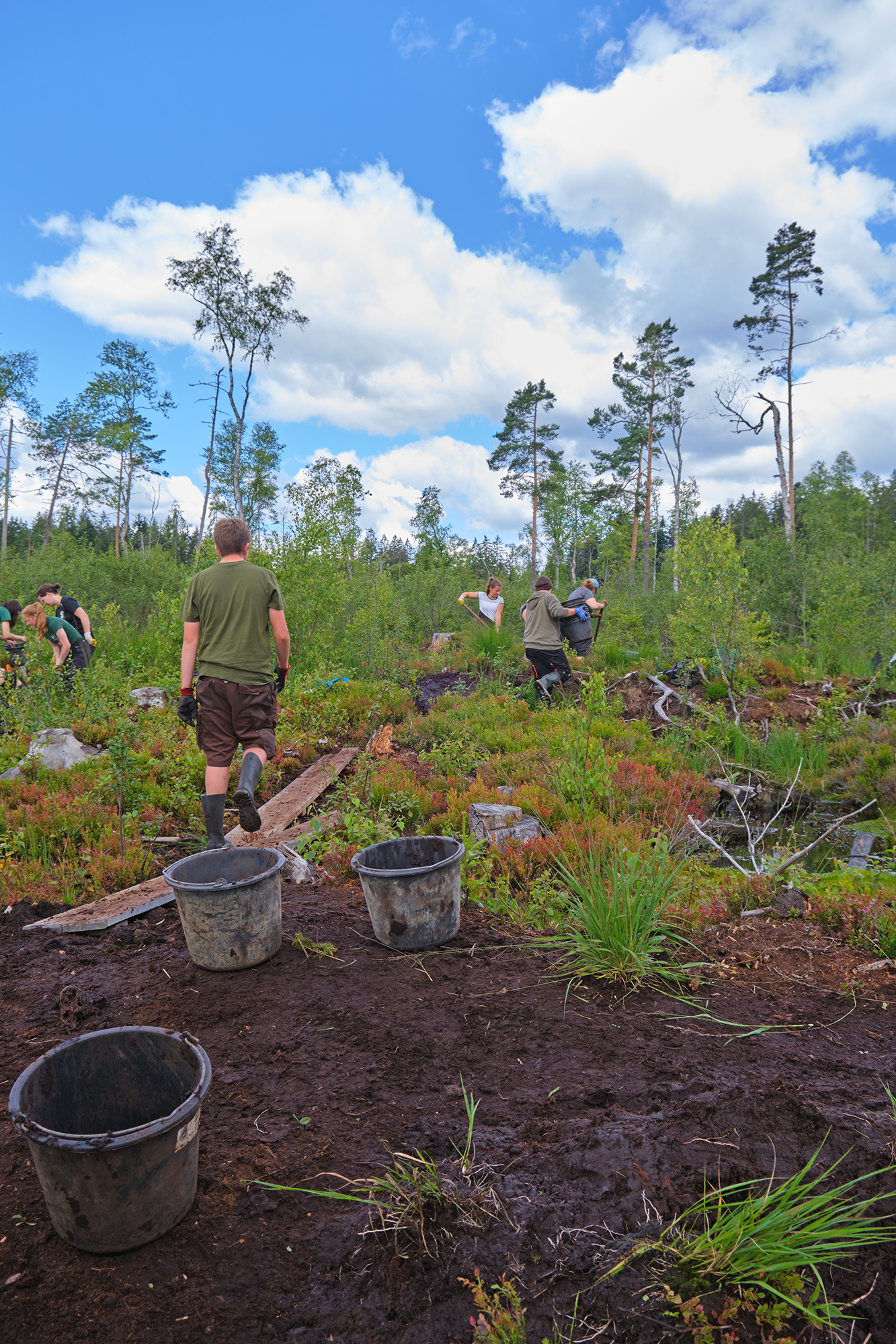 Auch auf bayerische Seite der grenzenlosen Wildnis wurden schon zahlreiche Moore renaturiert.  (Foto: Luca Michels/Nationalpark Bayerischer Wald)