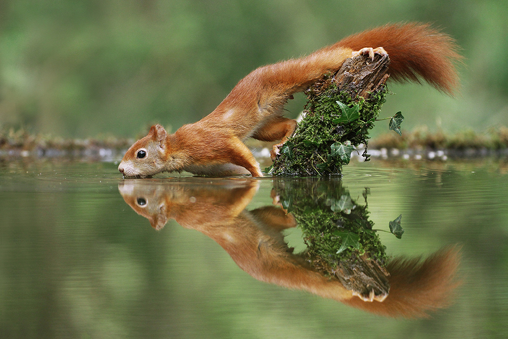 naturfotos_in_der_infostelle_in_mauth.jpg