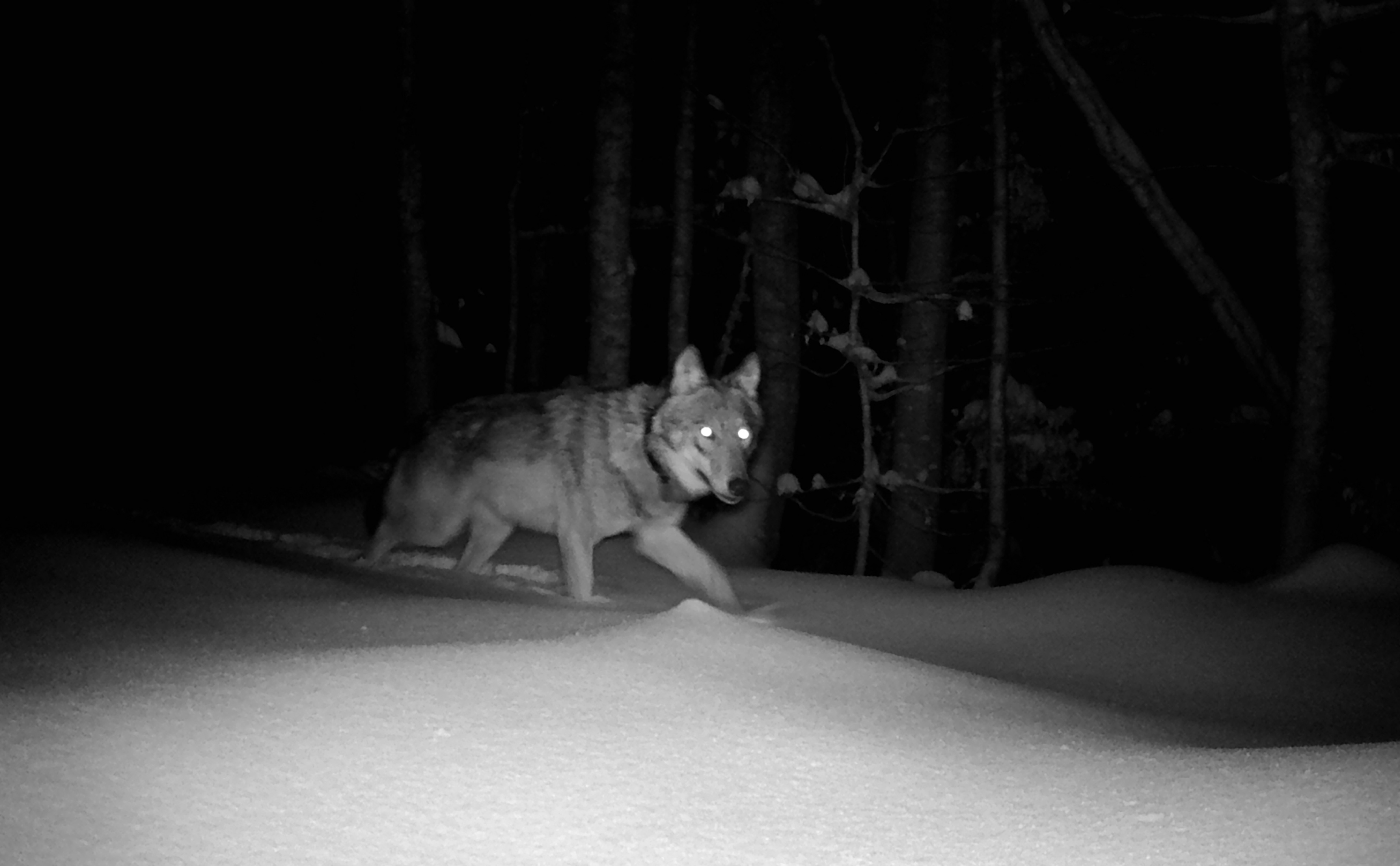 npv_bw_-_pm_04-22_woelfin_aus_dem_sumava_streift_durch_den_nationalpark.jpg