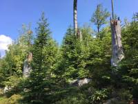Wie sah der Wald – wie hier im Bereich des Tummelplatzes – vor 10 000 Jahren aus? Mittels der Analyse von Pollen kann dies nun rekonstruiert werden. (Foto: Christian Binder / Nationalpark Bayerischer Wald)
