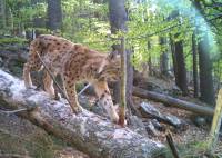 Im Rahmen des Projektes konnte nicht nur Rotwild fotografiert werden, sondern auch Luchse, Dachse, Marder oder Füchse. (Foto: Nationalpark Bayerischer Wald)