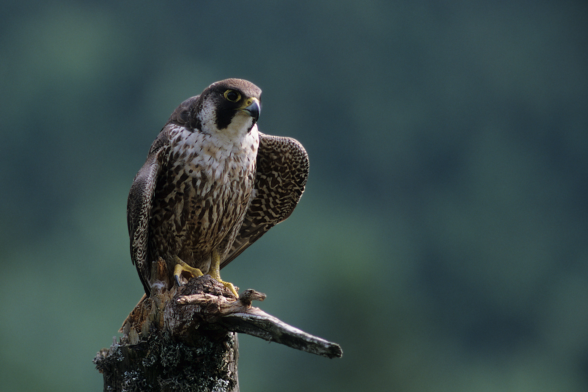 npv_bw_-_pm_15-21_wanderfalken-brut_im_hoellbachgspreng_laeuft.jpg