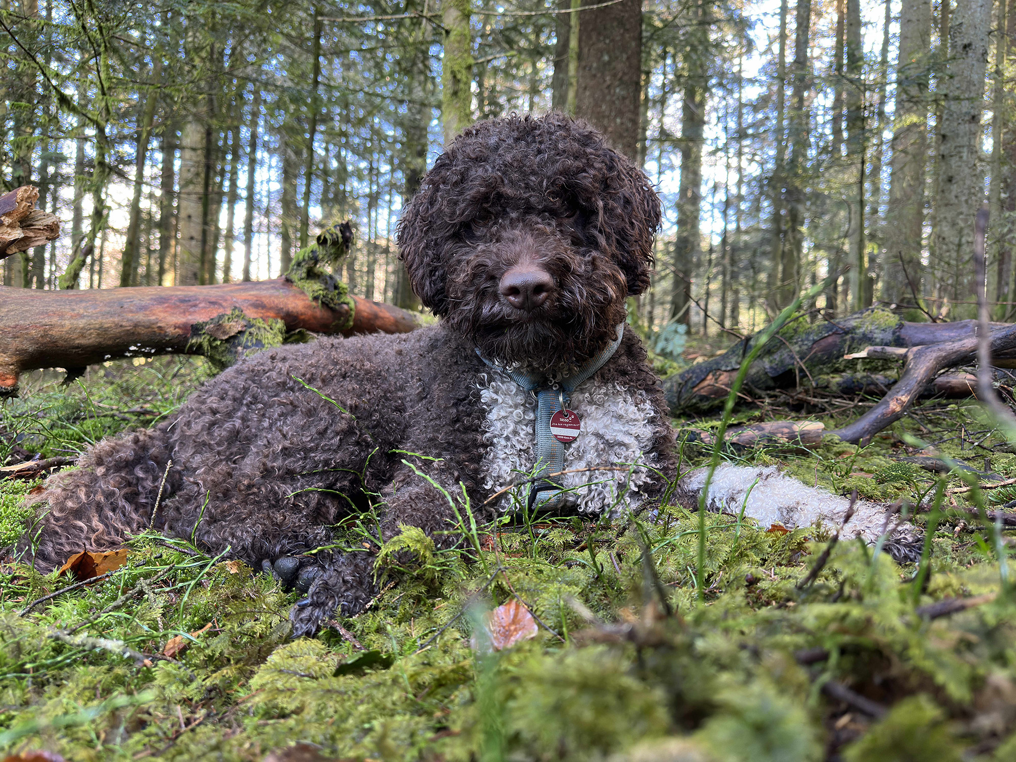 npv_bw_-_pm_72-24_forschungshund_leo_findet_seltene_trueffelart_1_.jpg