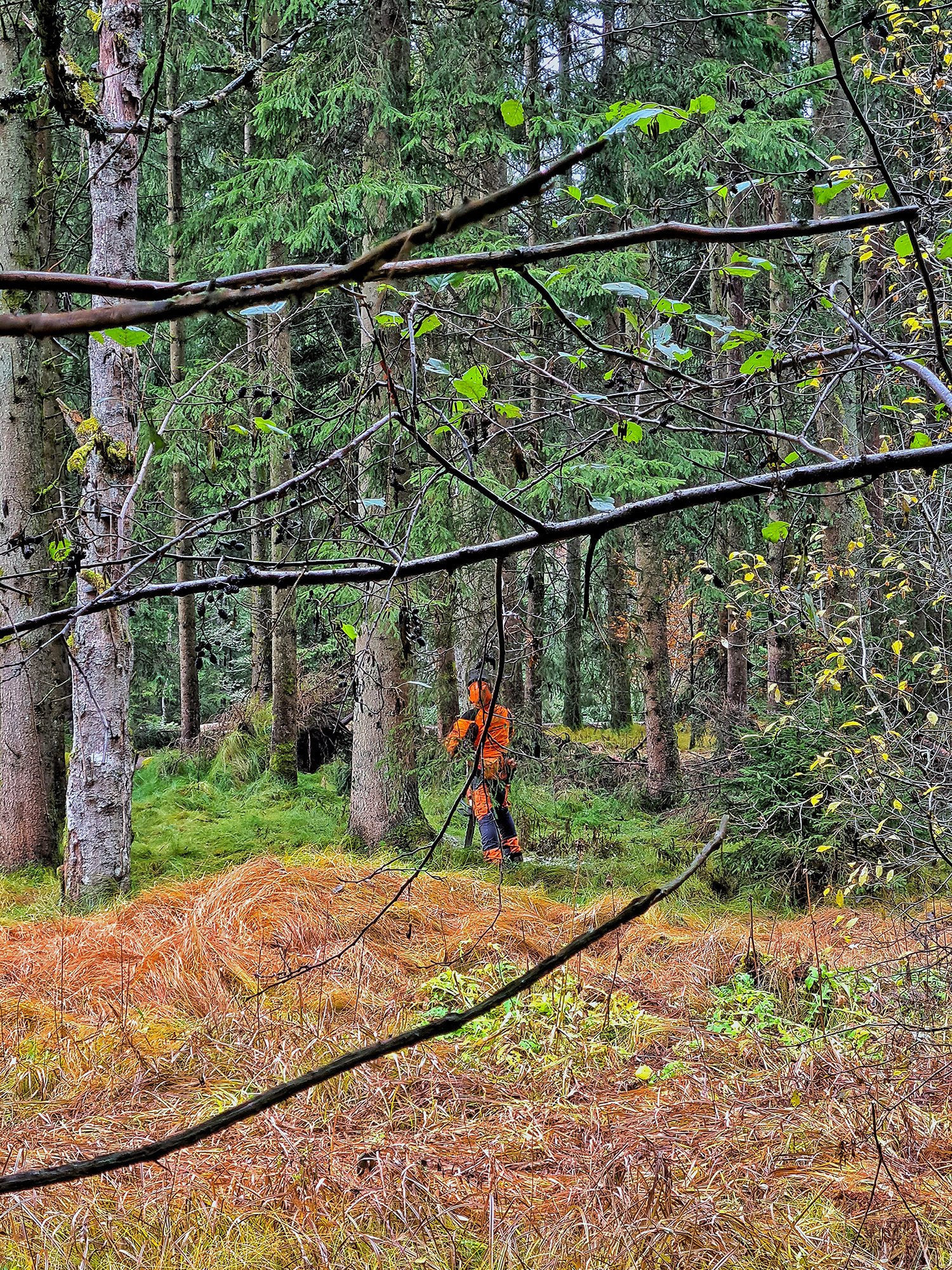 npv_bw_-_pm_75-21_grauerlen-foerderung_am_grossen_regen.jpg