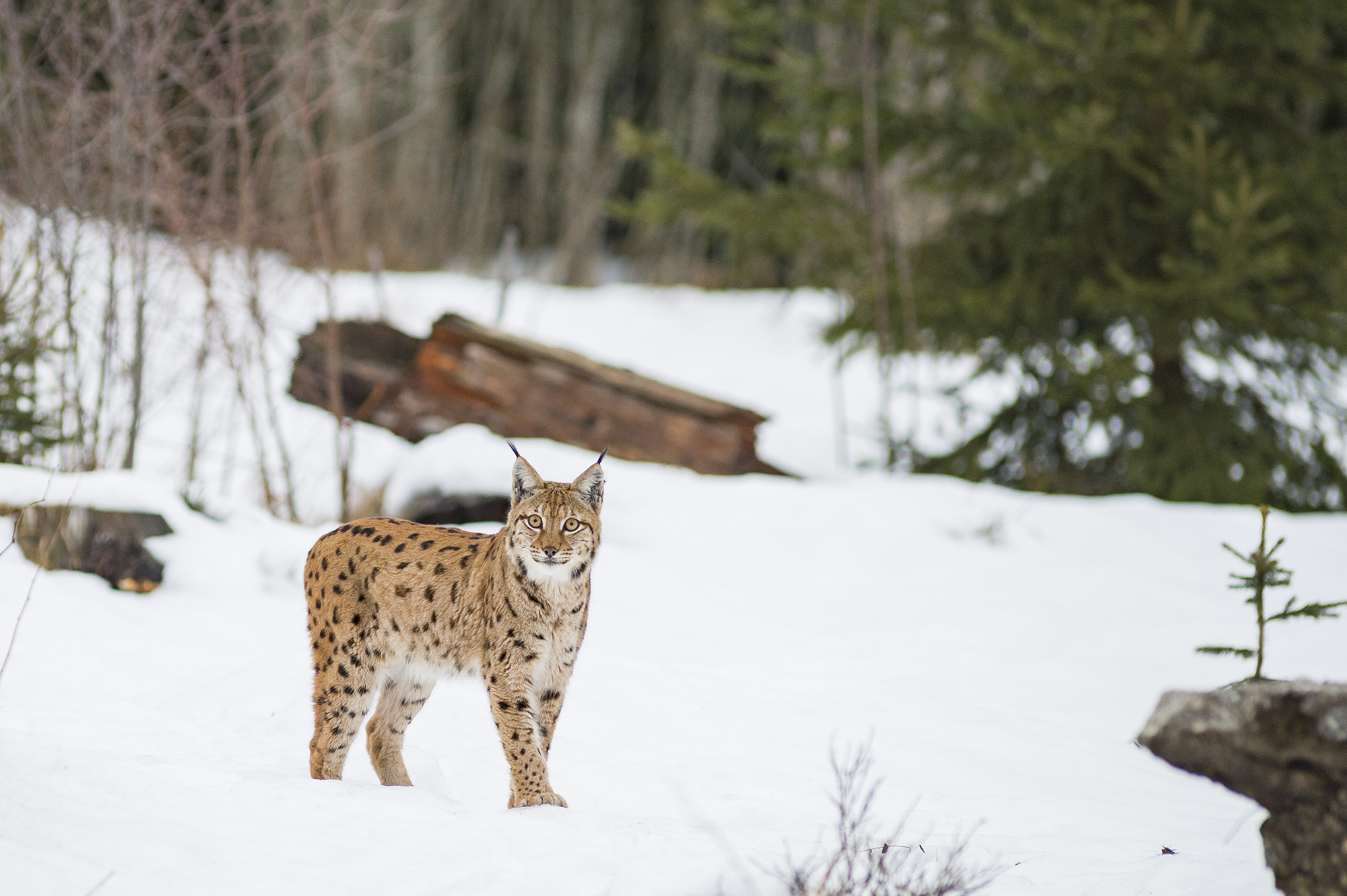 Der wilde Adventskalender wird von einem winterlichen Luchs eröffnet. (Foto: Wolfgang Lorenz)
