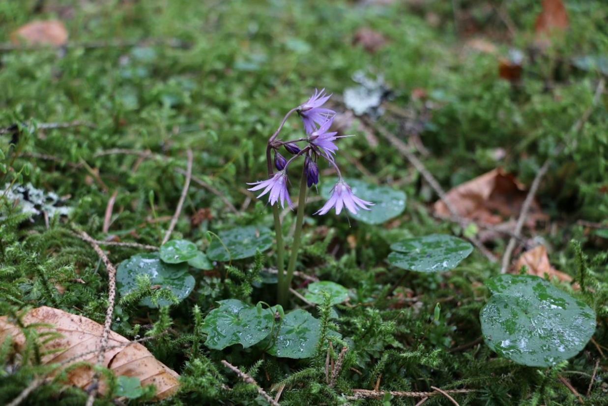 npv_bw_-_vm-20_die_flora_des_boehmerwaldes_waechst_zusammen.png