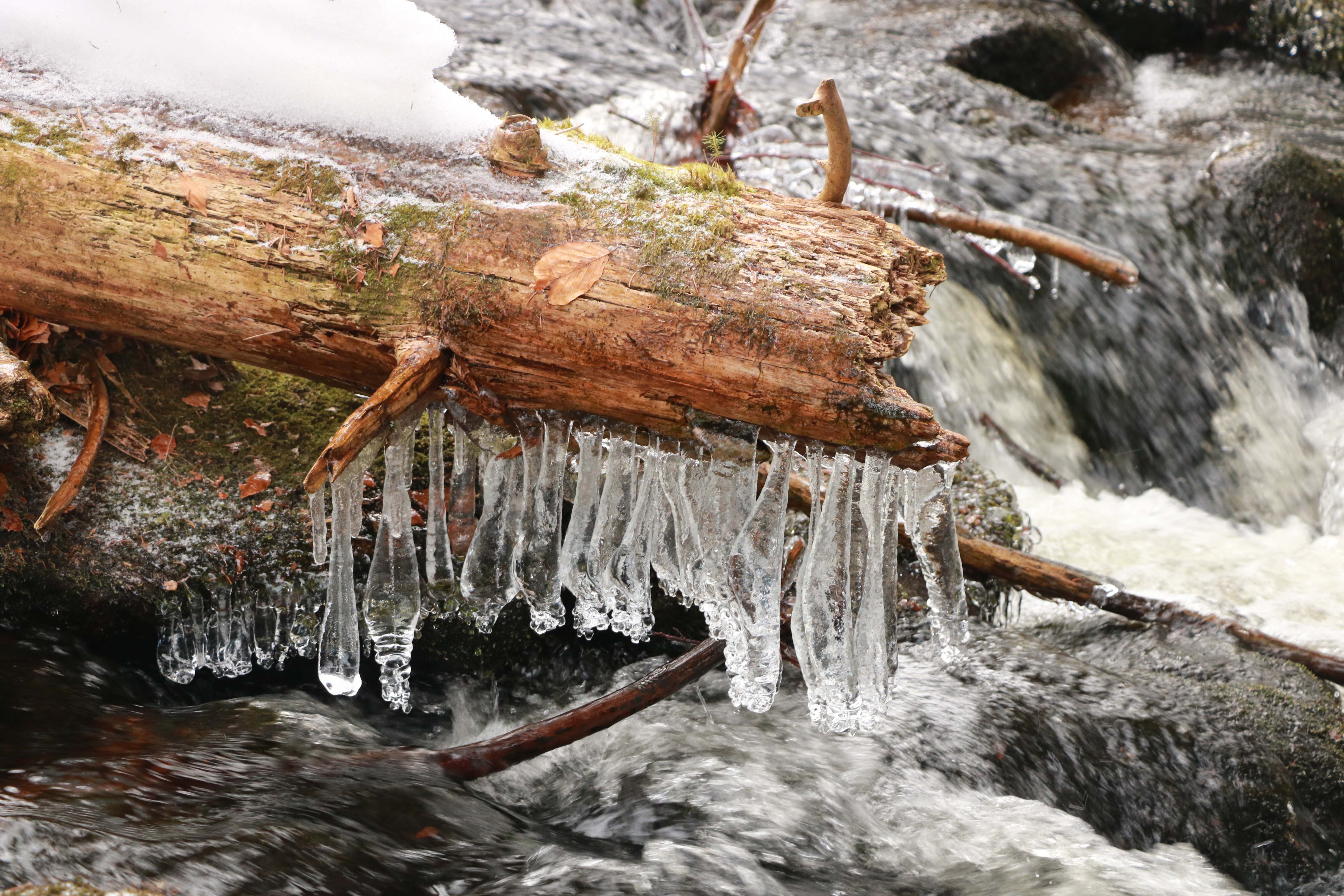 npv_bw_-_vm_010-25_winterliebe_an_der_flanitz_1_.jpg