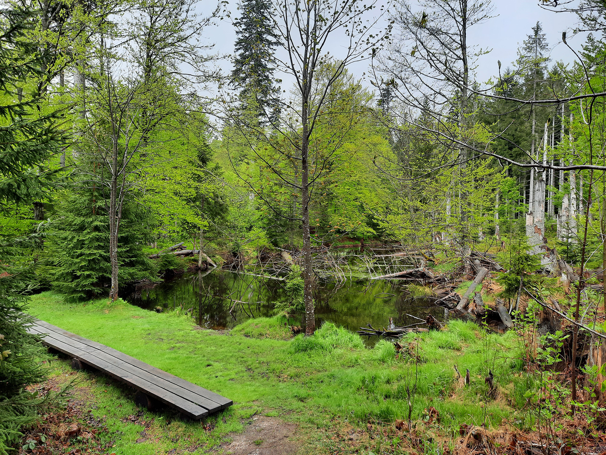 npv_bw_-_vm_013-21_vom_sagwasser_ins_reschbachtal_wandern.jpg