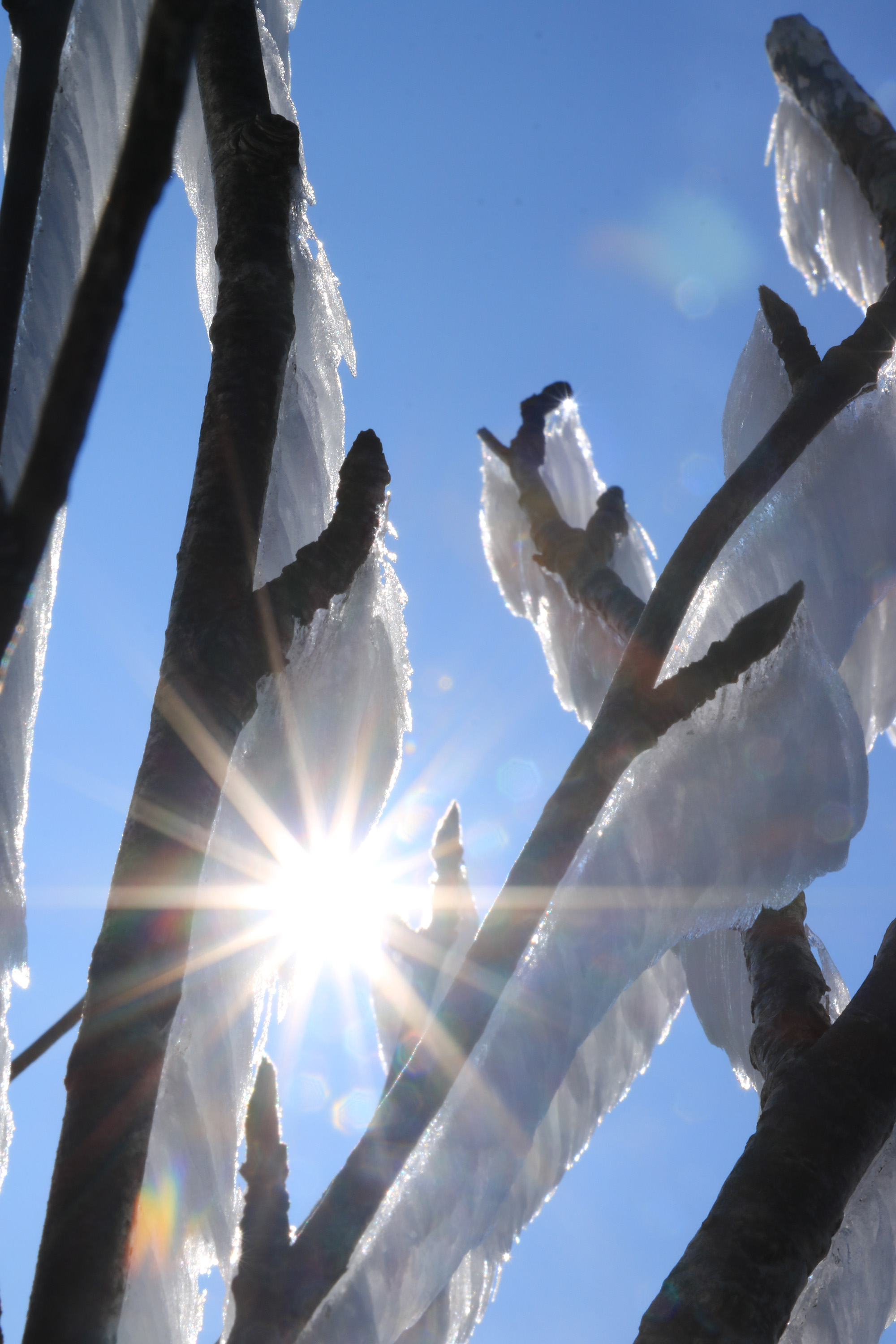 npv_bw_-_vm_013-22_spuren_des_lebens_in_eis_und_frost.jpg