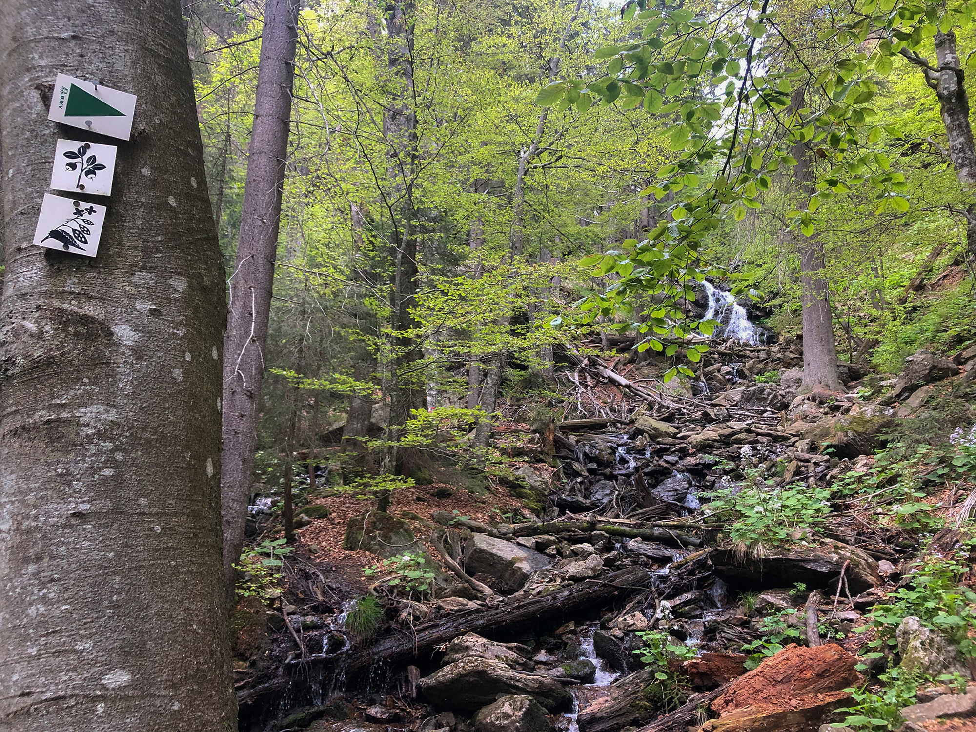 npv_bw_-_vm_017-21_maechtige_baeume_abgestorbene_baumriesen_und_ein_wasserfall.jpg