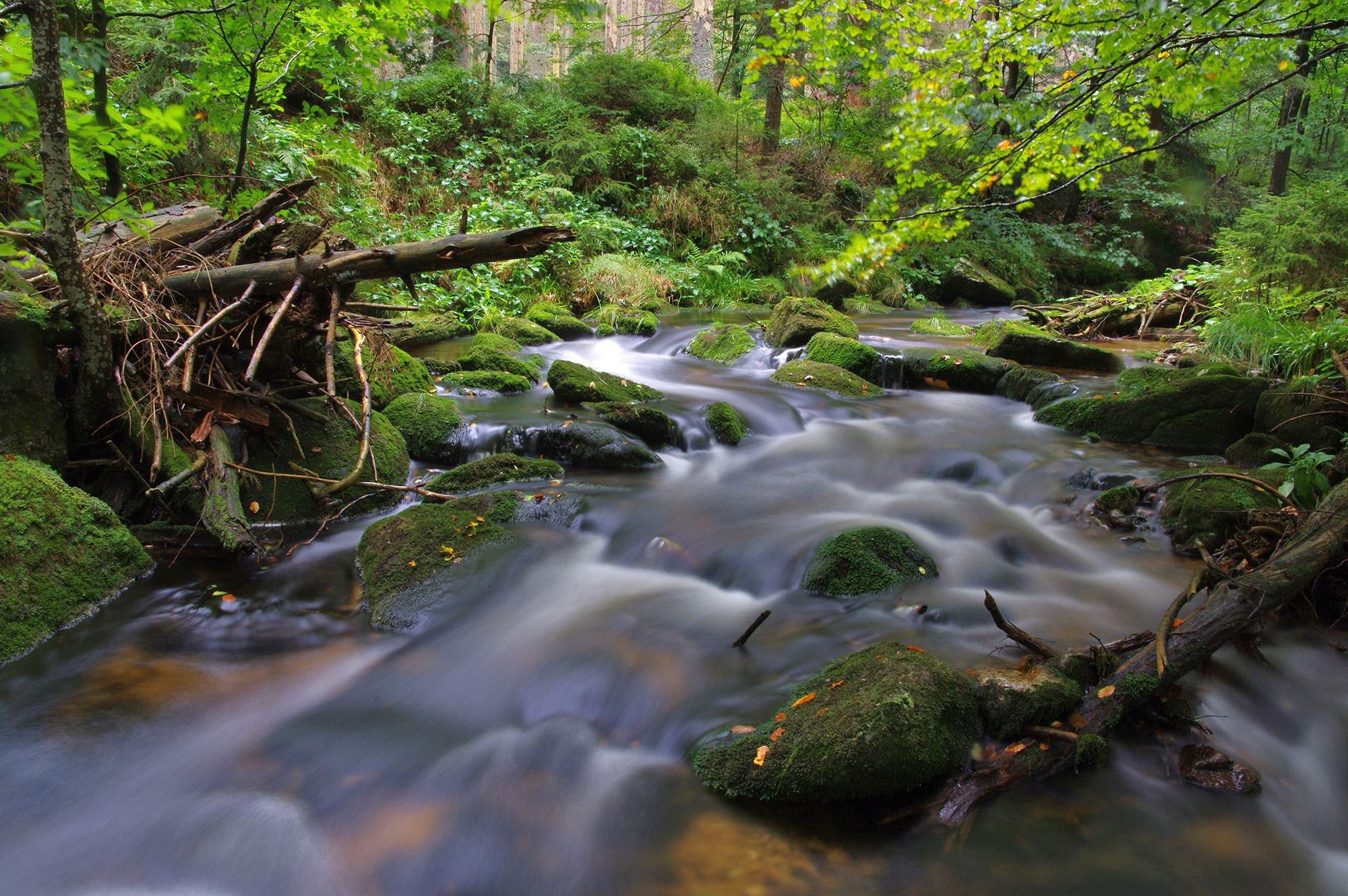 npv_bw_-_vm_018-21_fluss-segnung_am_sagwasser.jpg