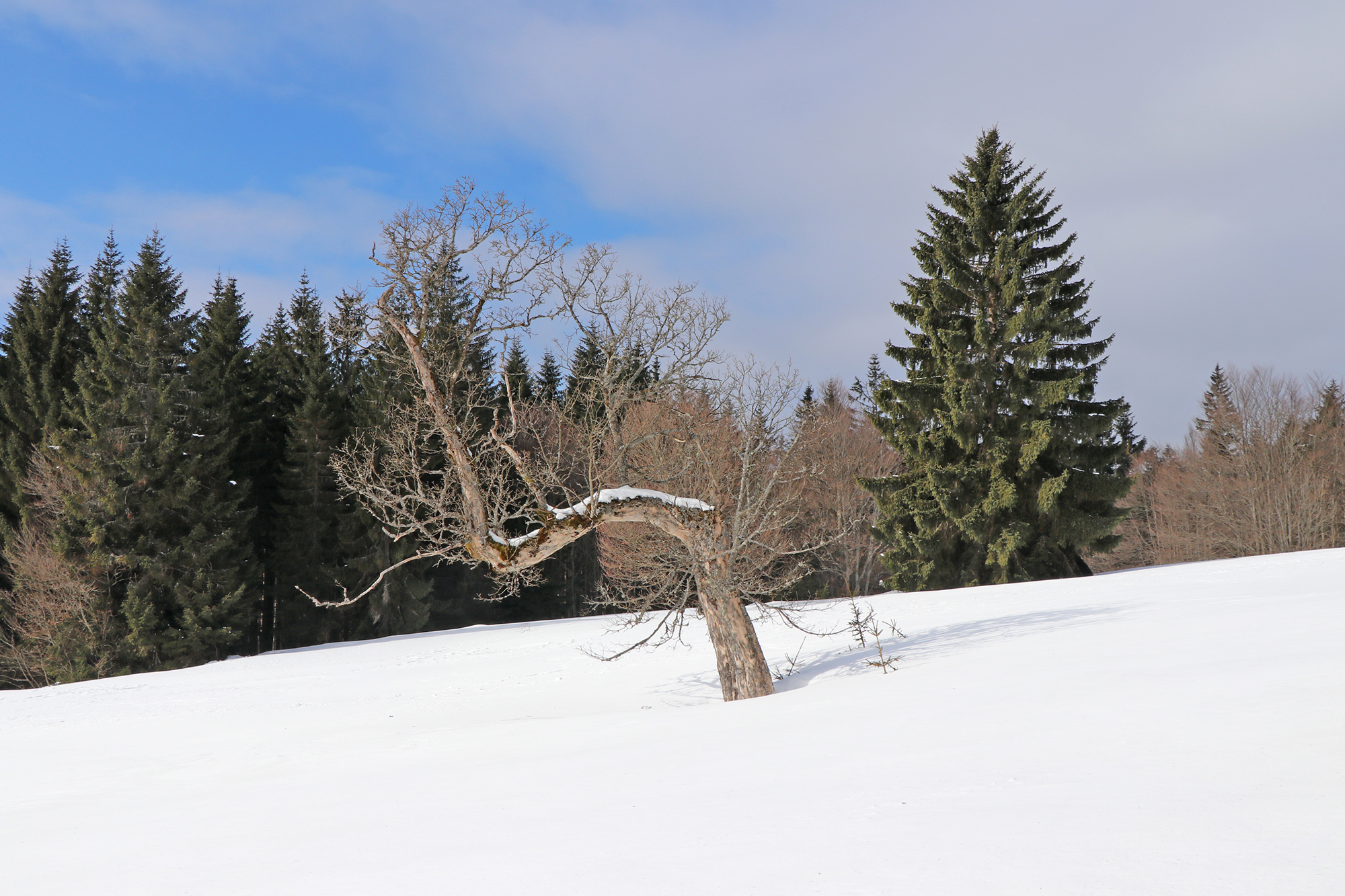 npv_bw_-_vm_03-20_mit_schneeschuhen_zur_lindberger_schachtenhuette.jpg