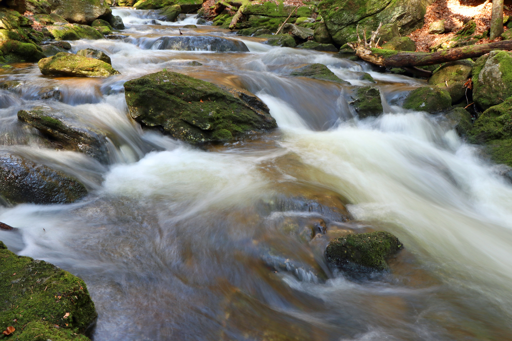 npv_bw_-_vm_030-21_lebenskreise_im_wald.jpg