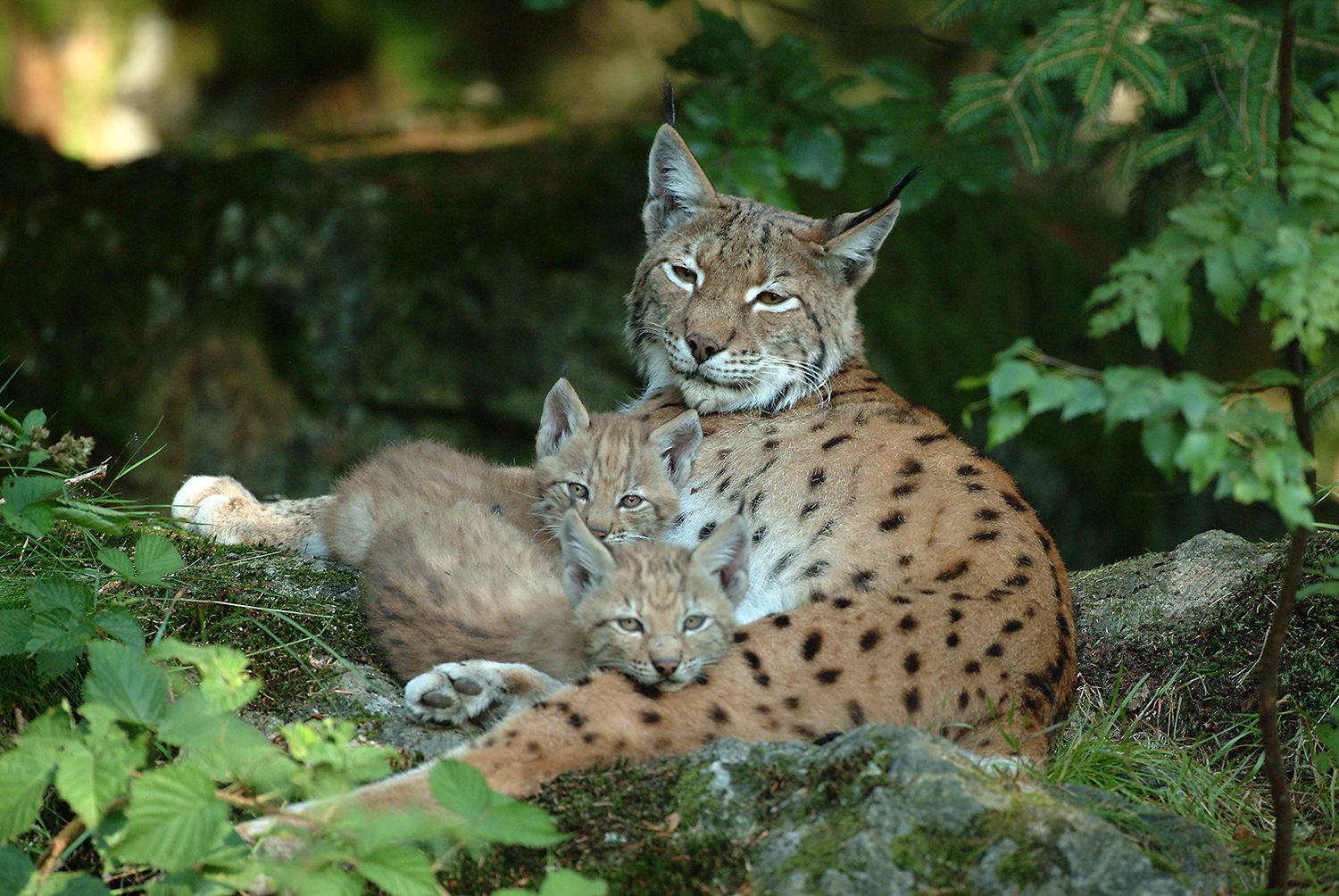 npv_bw_-_vm_040-21_wildtiere_in_den_schlagzeilen.jpg