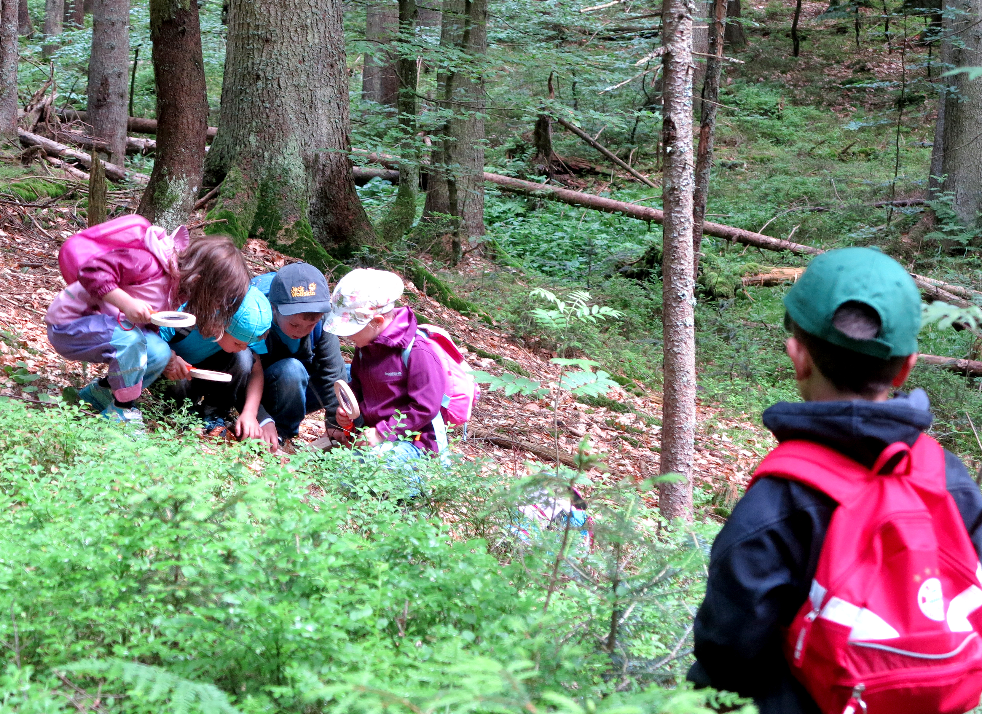 npv_bw_-_vm_051-22_maerchenhaftes_pfingstferienprogramm_im_nationalpark.jpg