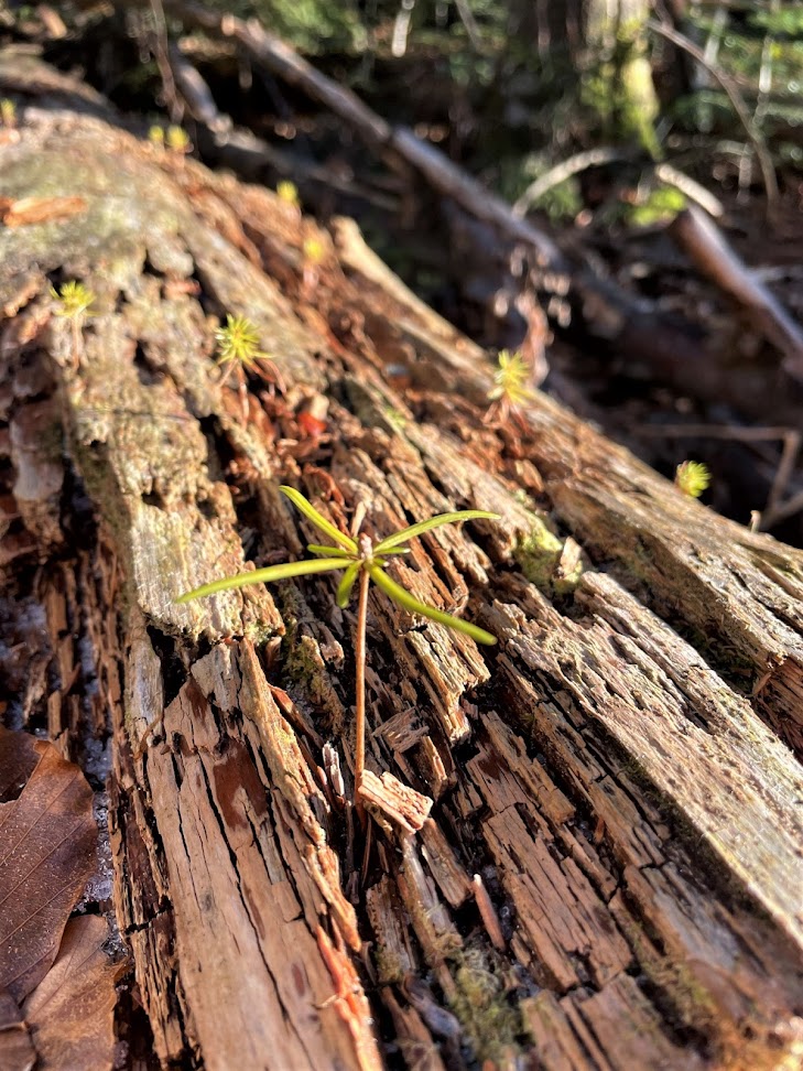 npv_bw_-_vm_066-21_wuchtige_felsen_weite_blicke_und_ein_wildes_biber-wohnzimmer.jpeg