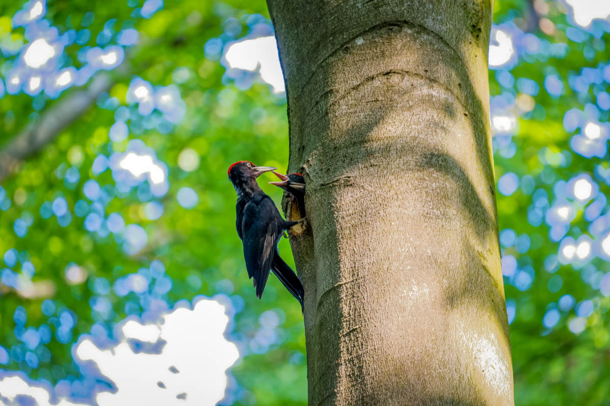 npv_bw_-_vm_071-24_birding_fuer_einsteiger.jpg