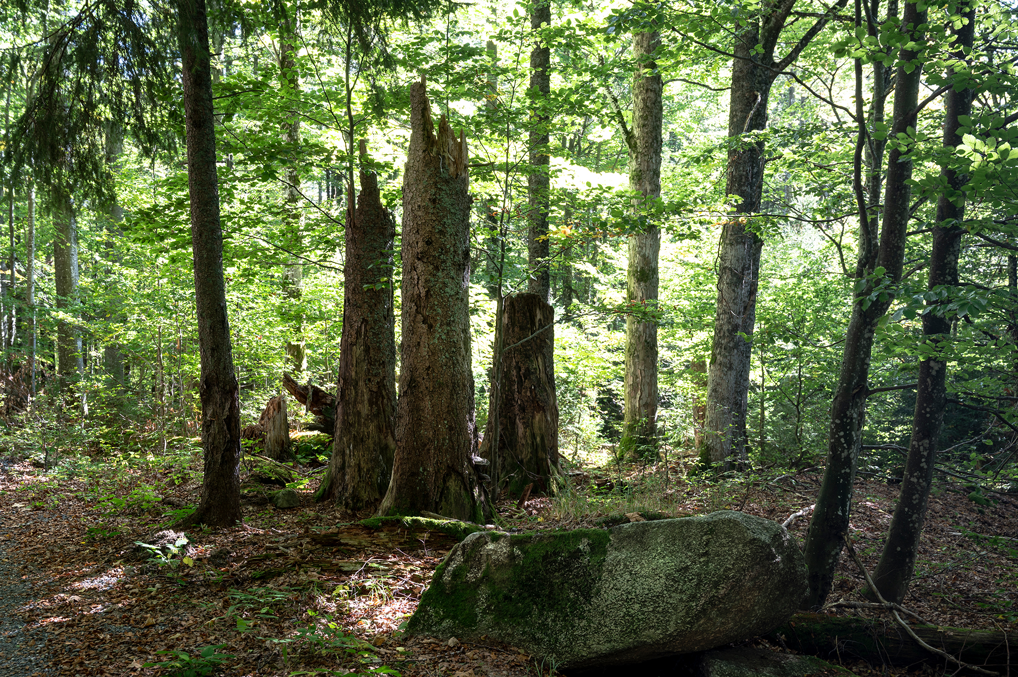 npv_bw_-_vm_077-22_naturschutz_verkehrssicherung_unberuehrte_wildnis_.jpg