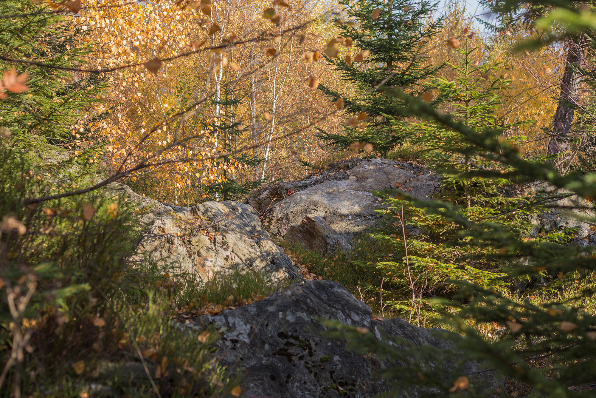 npv_bw_-_vm_087-21_herbsttour_im_bergmischwald.jpg